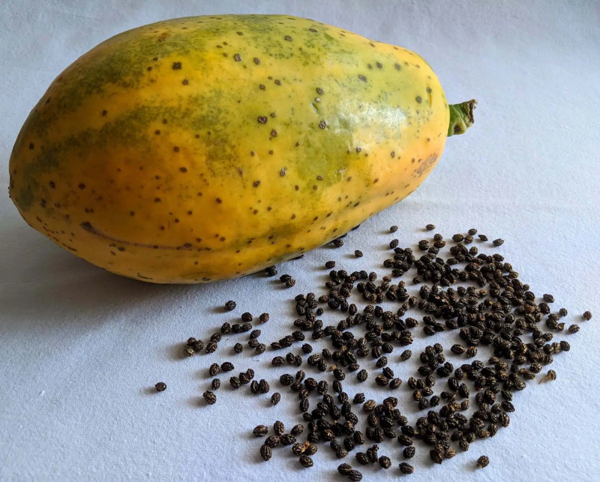 Papaya Kerne - Gesundheitstipp Naturarznei