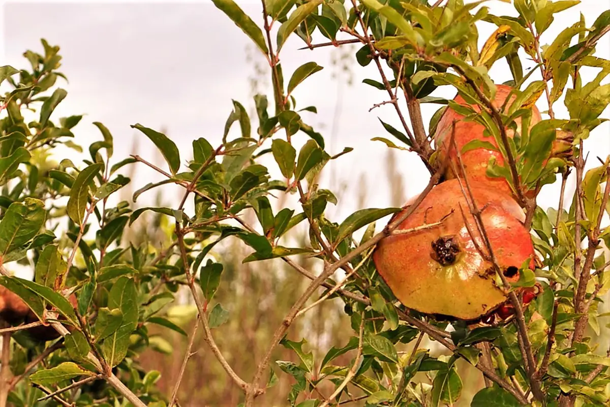 Granatapfelschalen Tee Granatapfelbauch Frucht