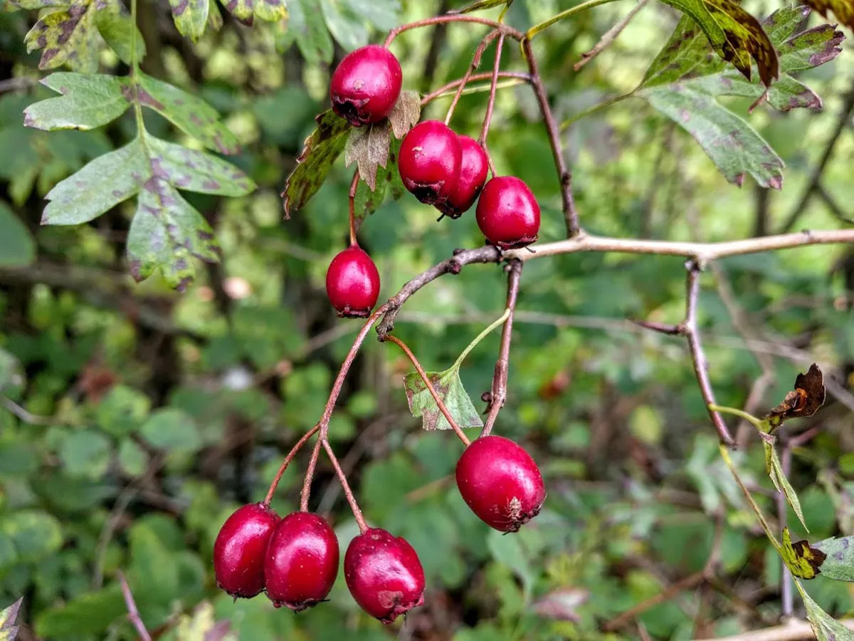 Hagebuttentee Frucht