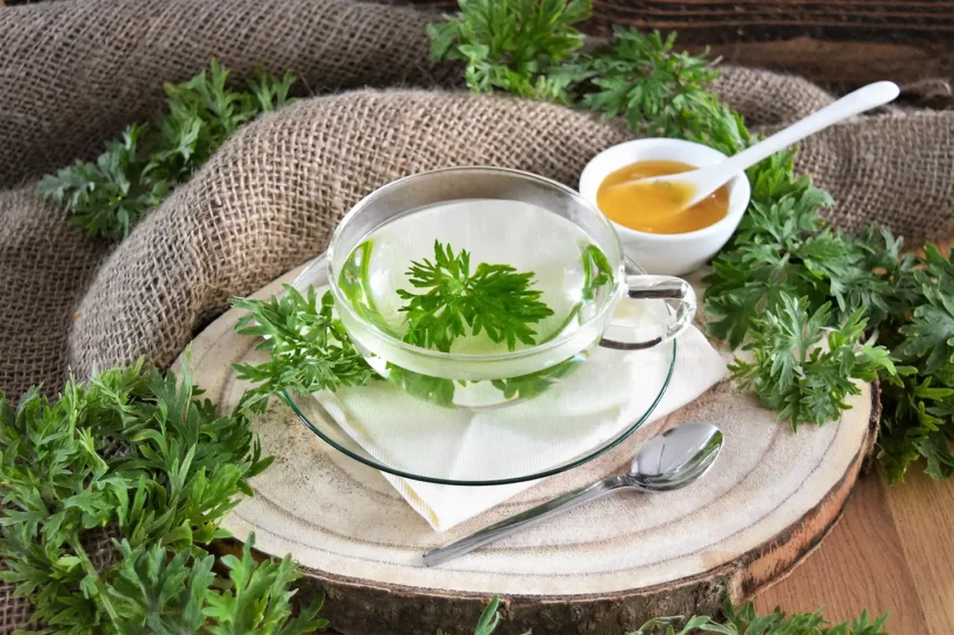 Einjährige Beifuß-Kräutertee Artemisia annua Rezept