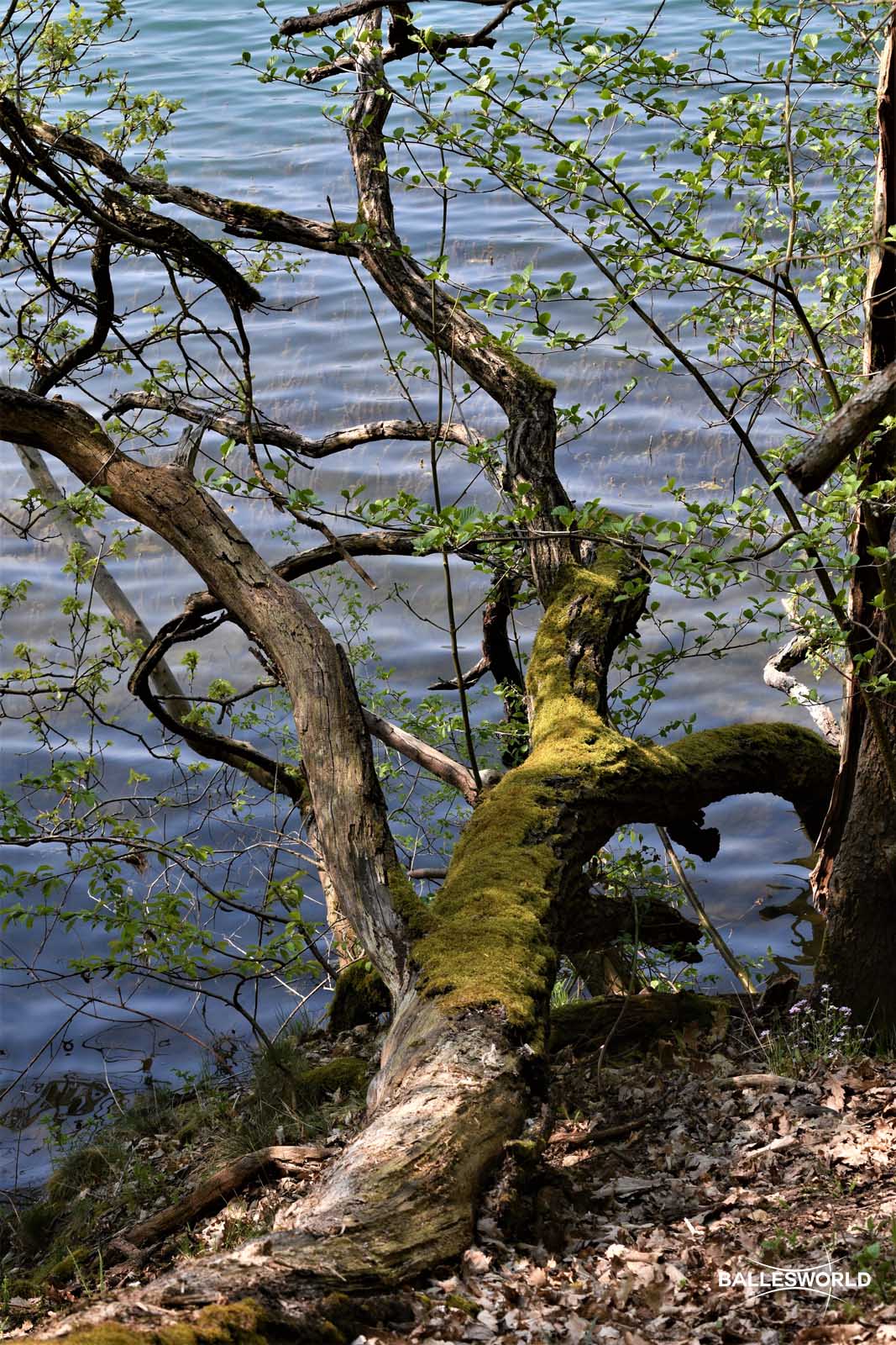 Der-Laacher-See6