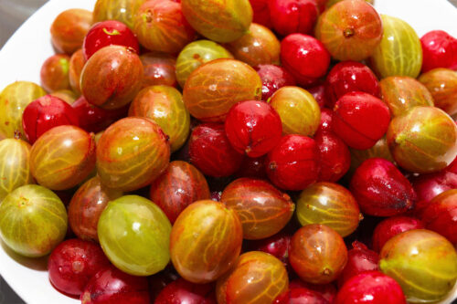 Stachelbeergrütze mit frischer Vanille