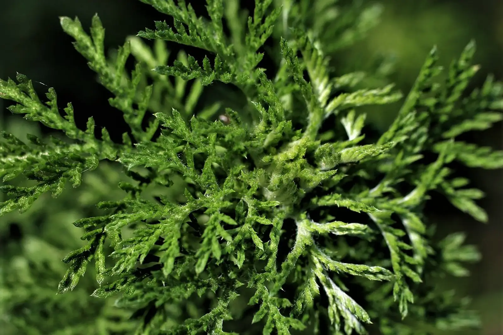 Artemisia annua - Heilkraft der Natur-Königin der Heilkräuter-ballesworld (2)