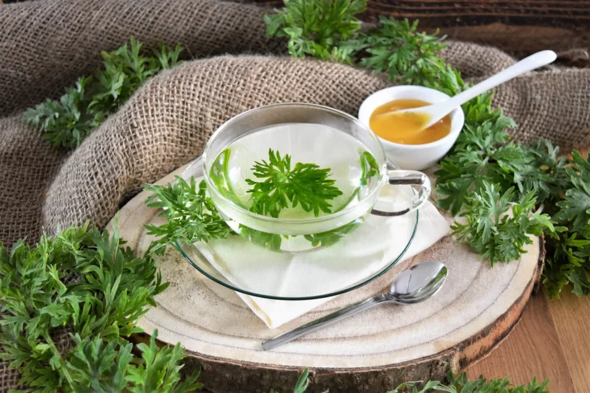 Artemisia annua - Heilkraft der Natur-tee-ballesworld