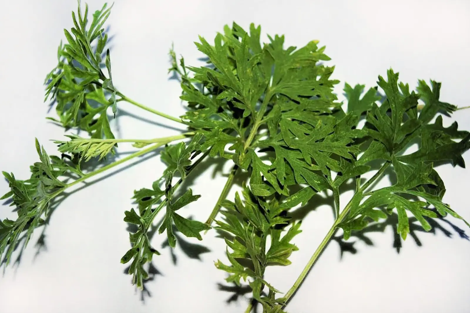 Artemisia annua - Heilkraft der Natur-einjähriger-Beifuß-ballesworld