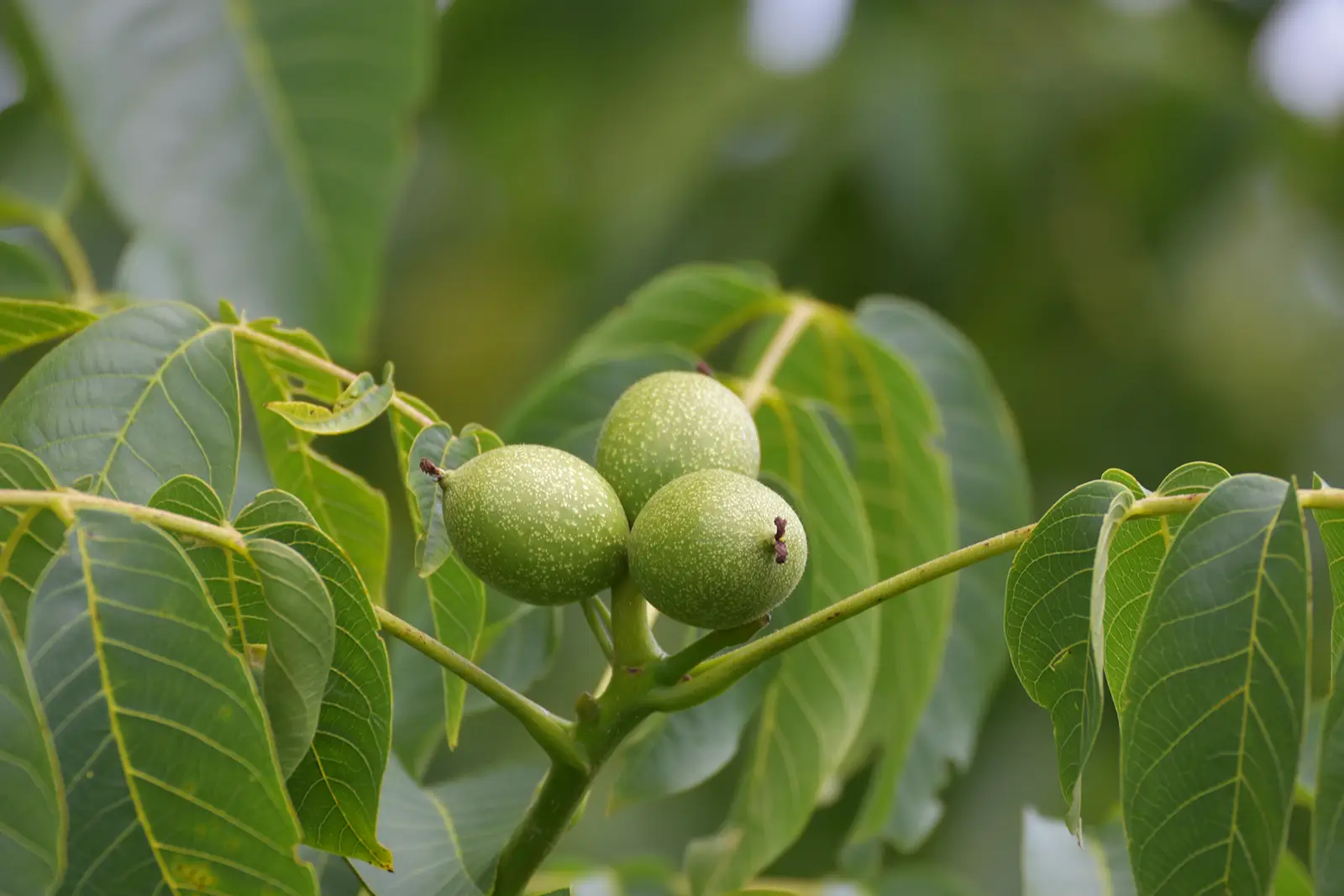 Die-Walnuss–regionales-Superfood-grüne-Walnuss-Ballesworld