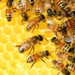 Honig-flüssiges-Gold-der-Bienen-Bienen-im-Stock-ballesworld