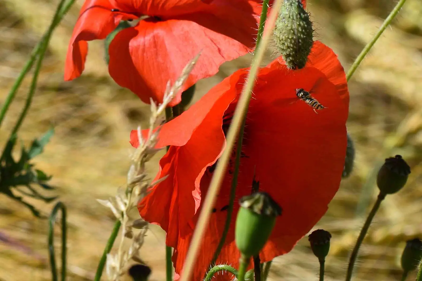 Honig–flüssiges Gold der Bienen-Biene-und-Mohn-ballesworld.