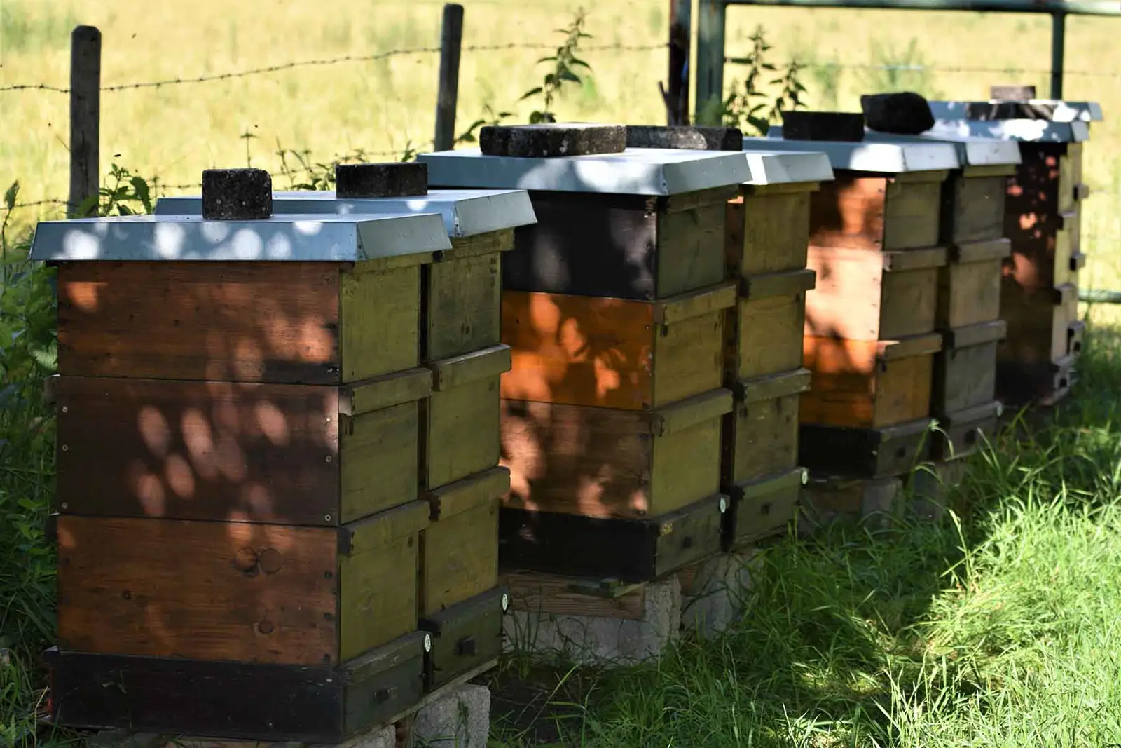 Honig–flüssiges Gold der Bienen-Bienenstöcke-ballesworld.