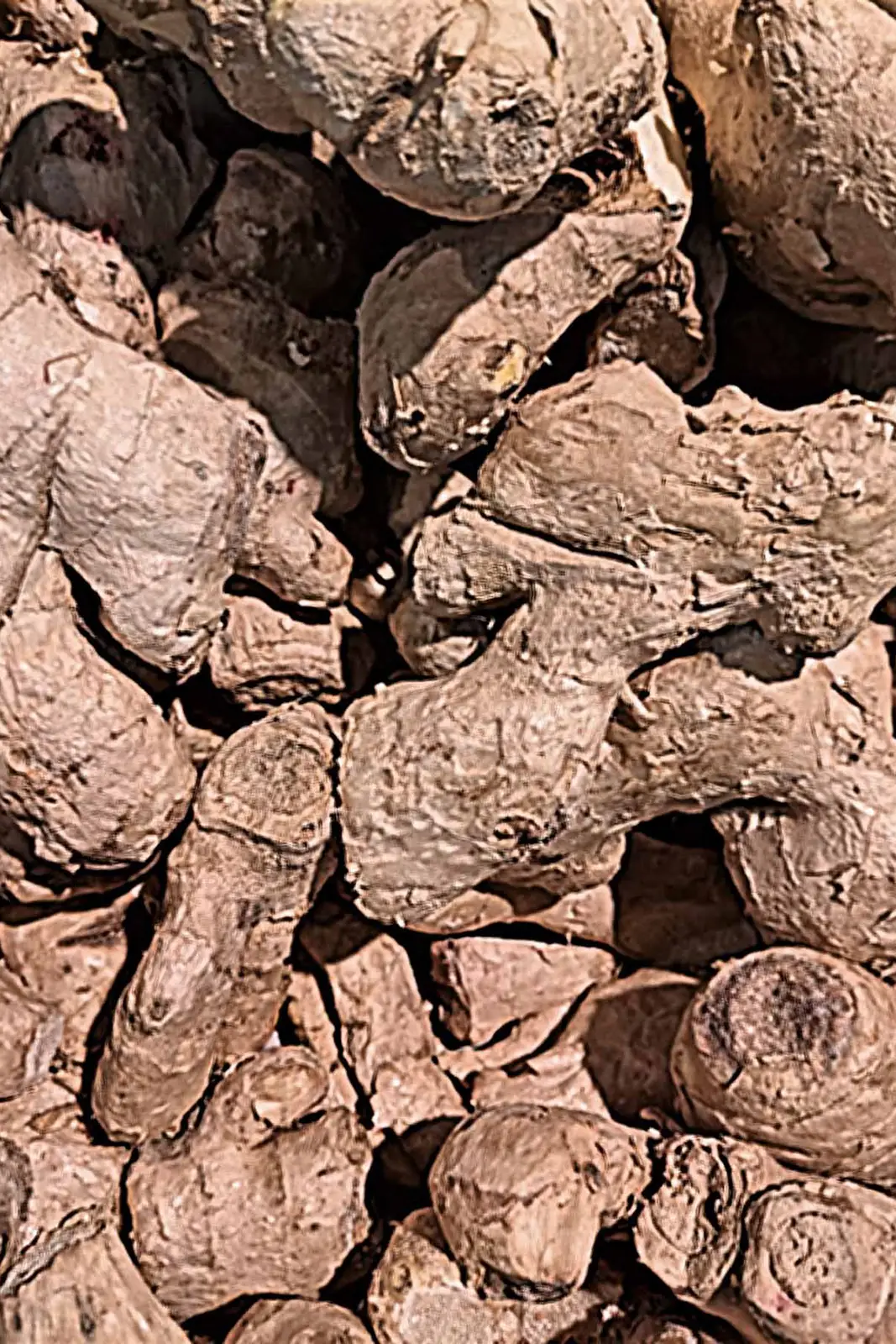 Ingwer-Kraft-aus- der- Natur-ingwer-wirkung-immunsystem-ballesworld