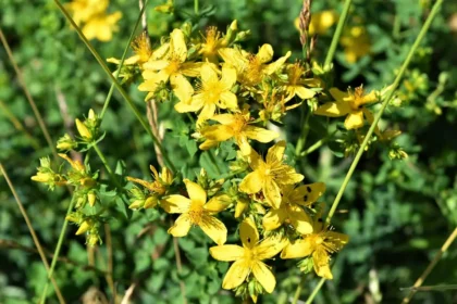 Johanniskraut - Sonne für die Seele-titel-ballesworld