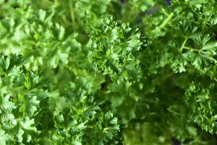 Petersilie–Powerkraut-für-Deine-Gesundheit-Titel-ballesworld