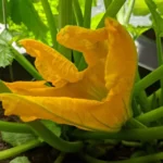 Zucchini - leicht, lecker, gesund-titelbild-ballesworld