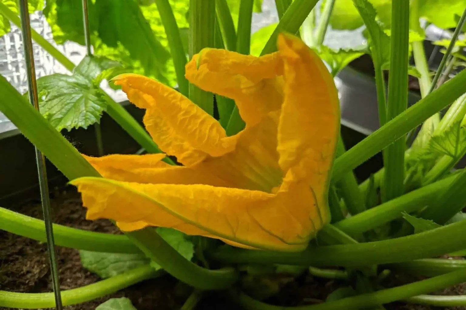 Zucchini - leicht, lecker, gesund-titelbild-ballesworld