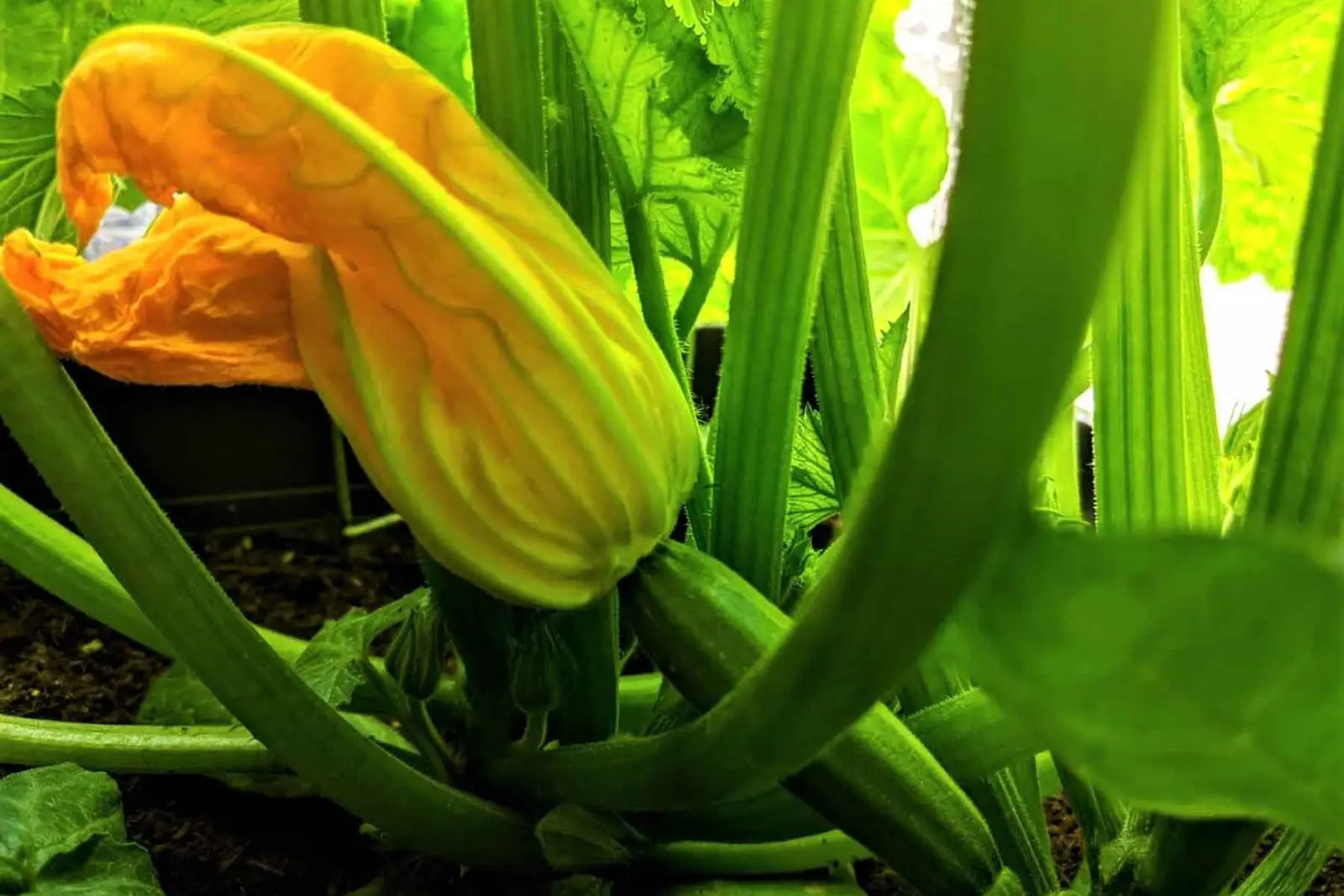 Zucchini - leicht, lecker, gesund-zucchini-im-wachstum-ballesworld