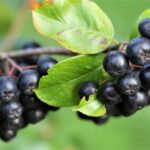 Aronia - das heimische Superfood-schwarze-apfelbeere-ballesworld