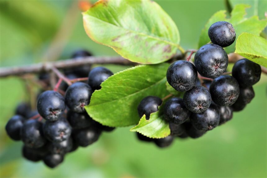 Aronia - das heimische Superfood-schwarze-apfelbeere-ballesworld