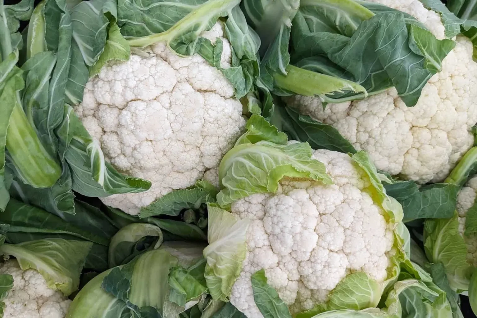 Blumenkohl - Gesund und Vielseitig-titel-ballesworld