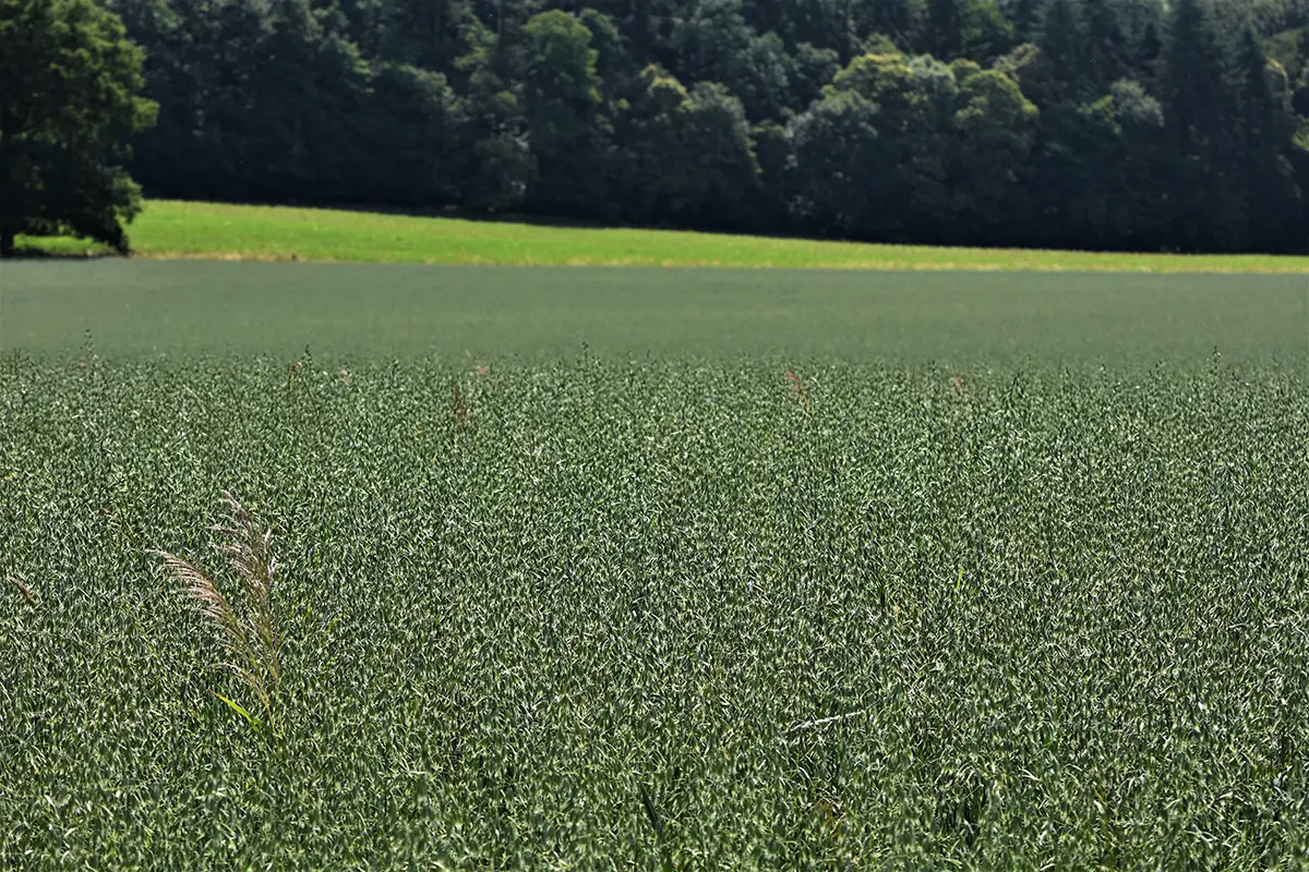 Haferkleie - gesundes Superfood aus der Region-titel-haferkleie-Wirkung-ballesworld