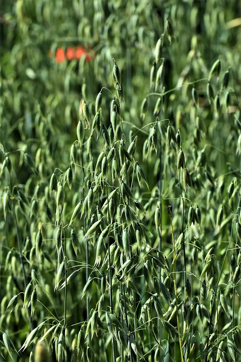 Haferkleie - gesundes Superfood aus der Region-titel-haferkleie-gesund-ballesworld