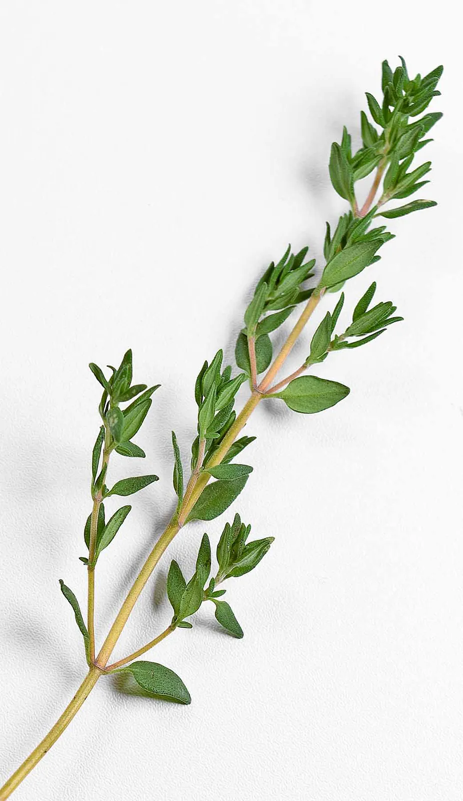 Thymian - Power aus der Natur-für-deine-gesundheit-ballesworld