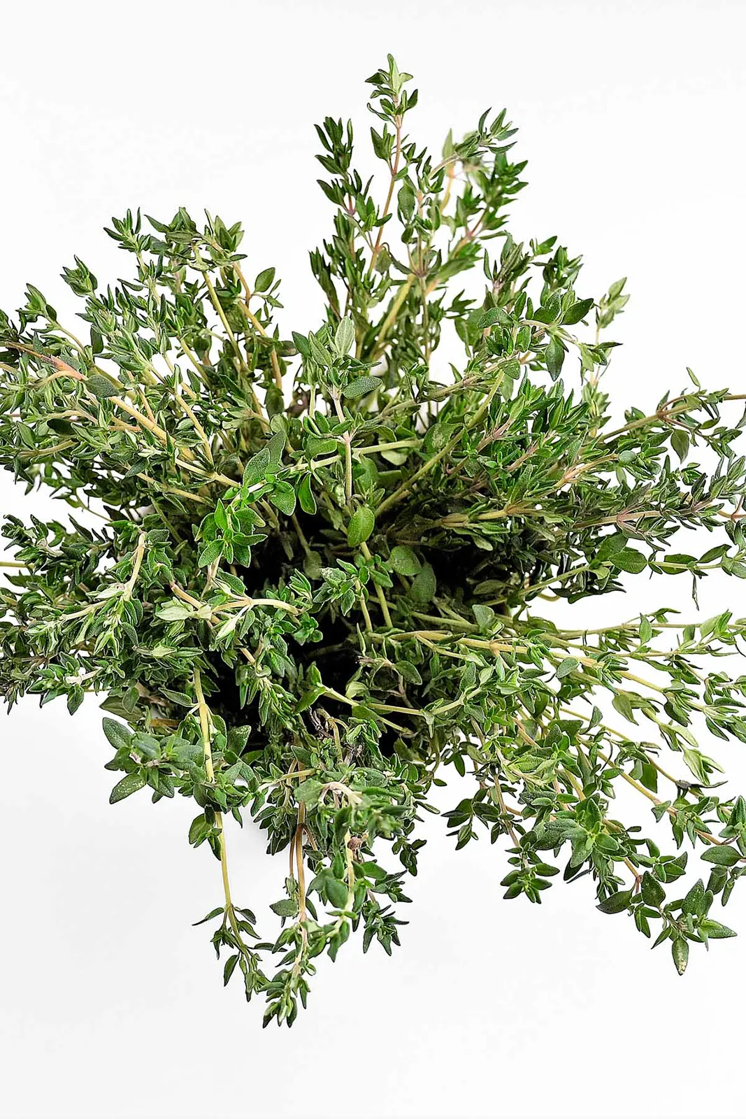 Thymian - Power aus der Natur-natürliches-antibiotikum-ballesworld