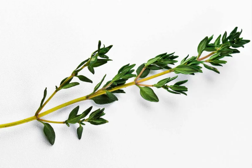 Thymian - Power aus der Natur-titel-ballesworld