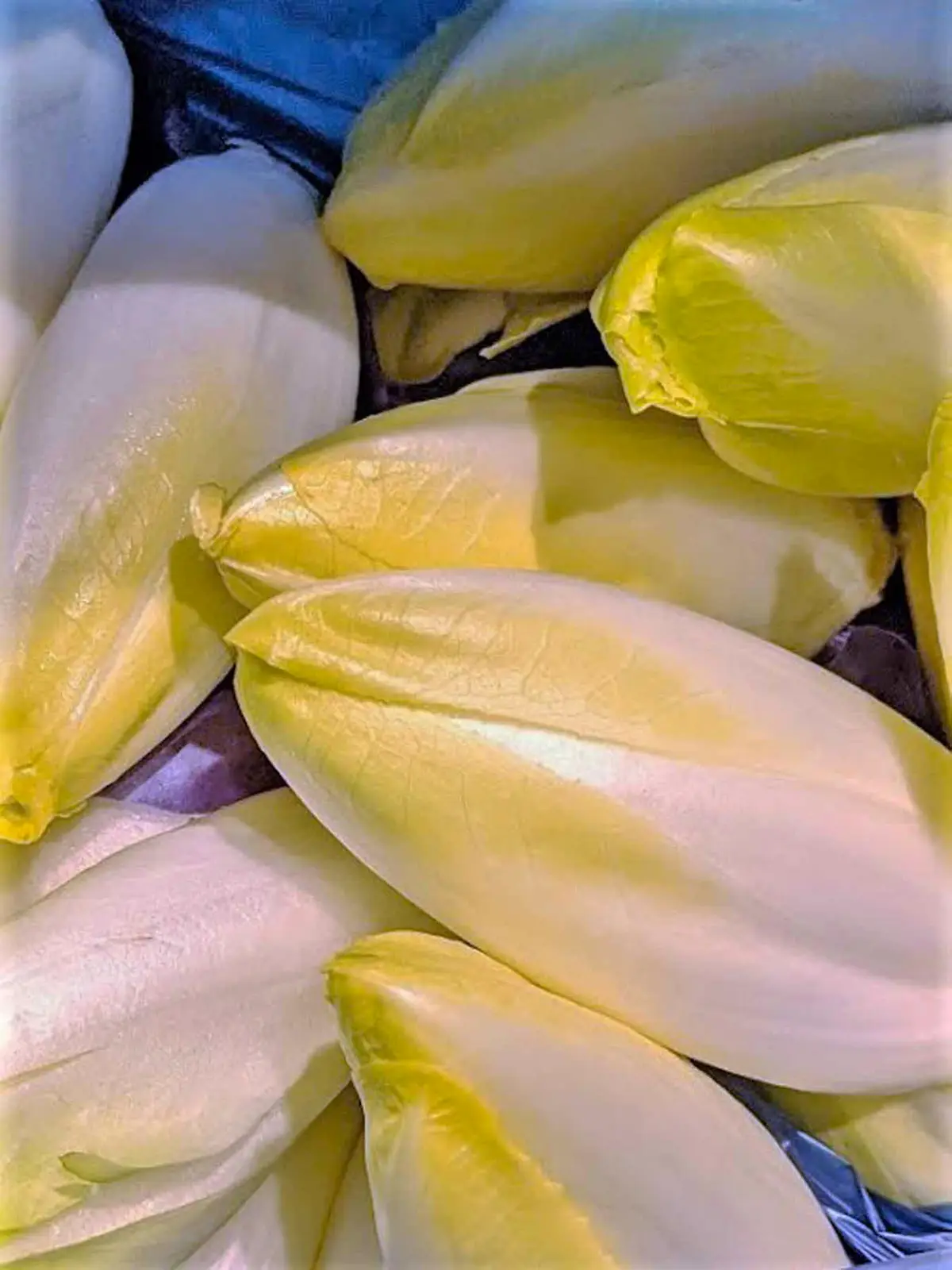 Chicorée - Gesund genießen-chicoree-Stoffwechsel-ballesworld