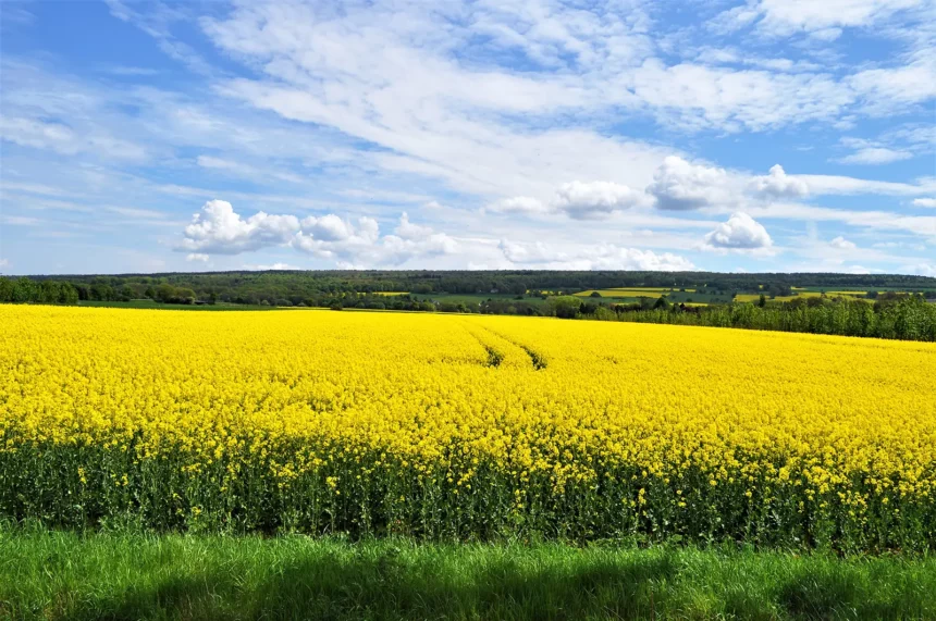 Gesunde Ernährung einfach erklärt-bewußte-ernährung-ballesworld
