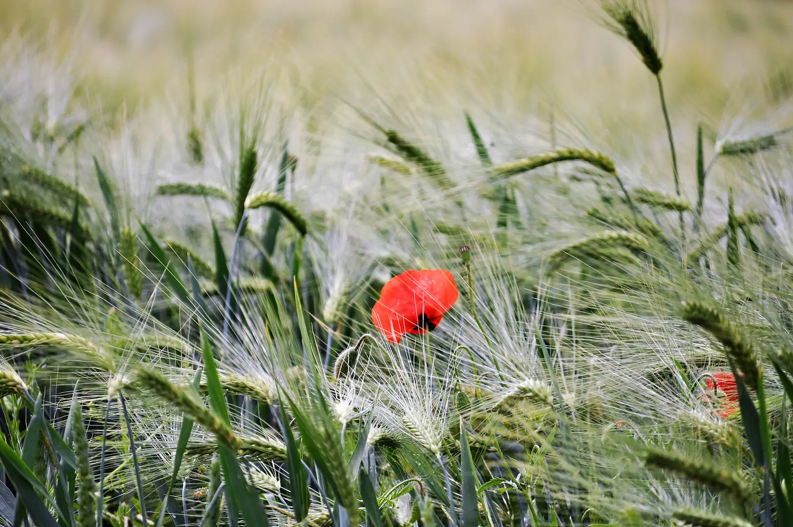 Gesunde Ernährung einfach erklärt-ernährungstipps-ballesworld