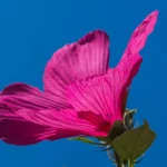 Hibiskus - Kraft aus der Natur- hibiskus-wirkung-ballesworld