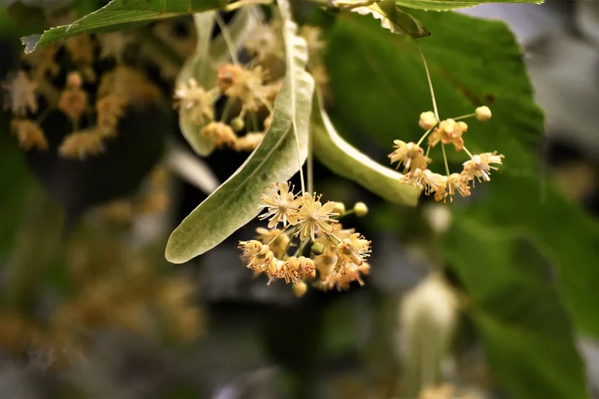 Lindenblüte als Heilpflanze-stress-lindern-ballesworld