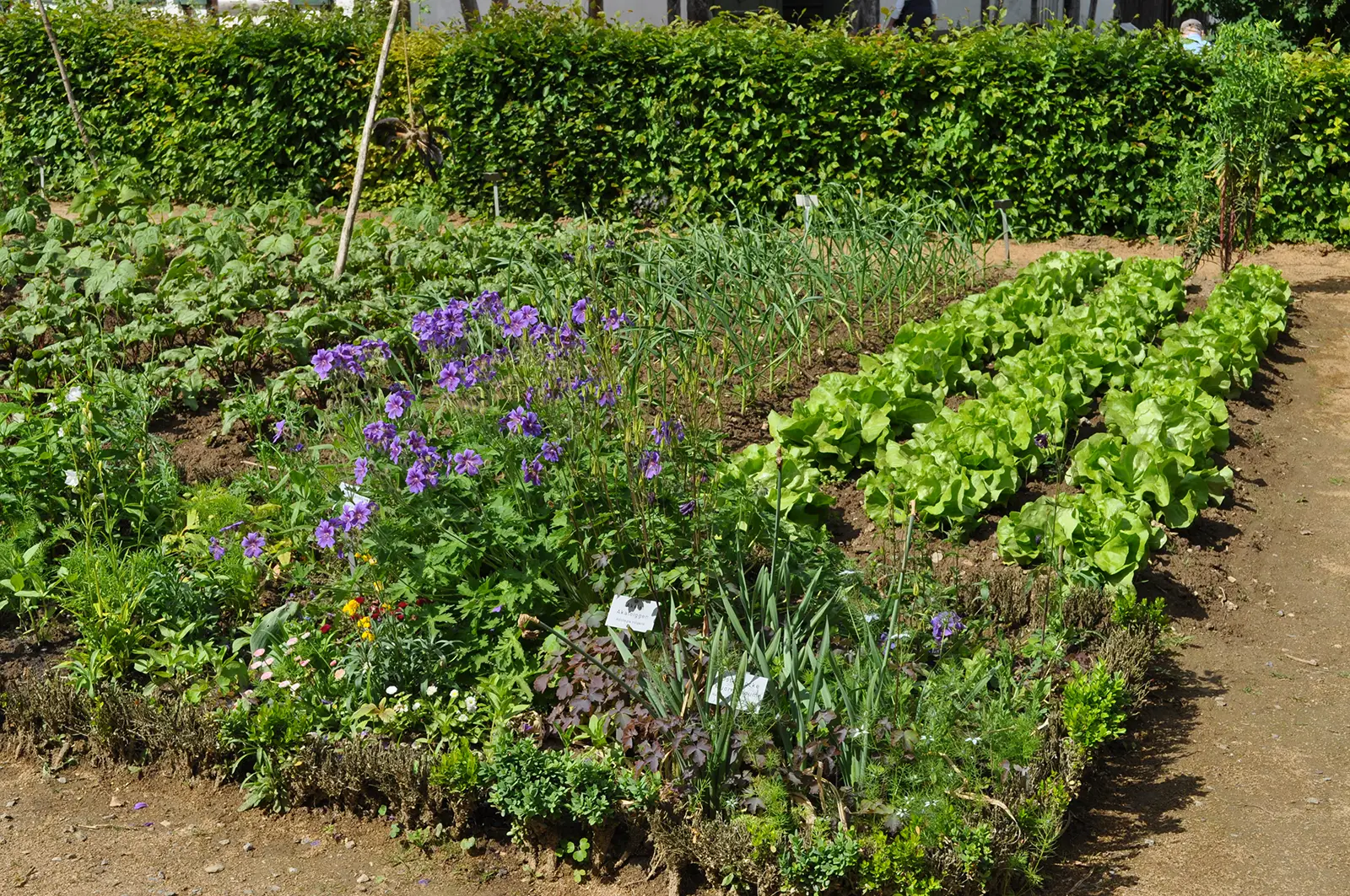 Mineralstoffe einfach erklärt-Mineralstoff Vilefalt-ballesworld