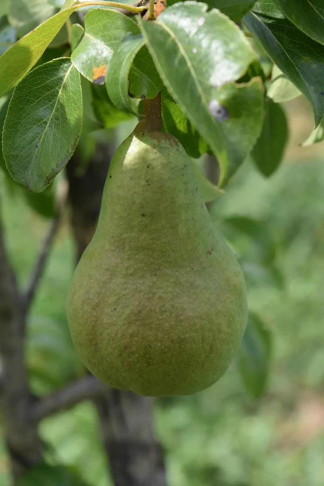 Mineralstoffe einfach erklärt-Mineralstoff gesundheit-ballesworld