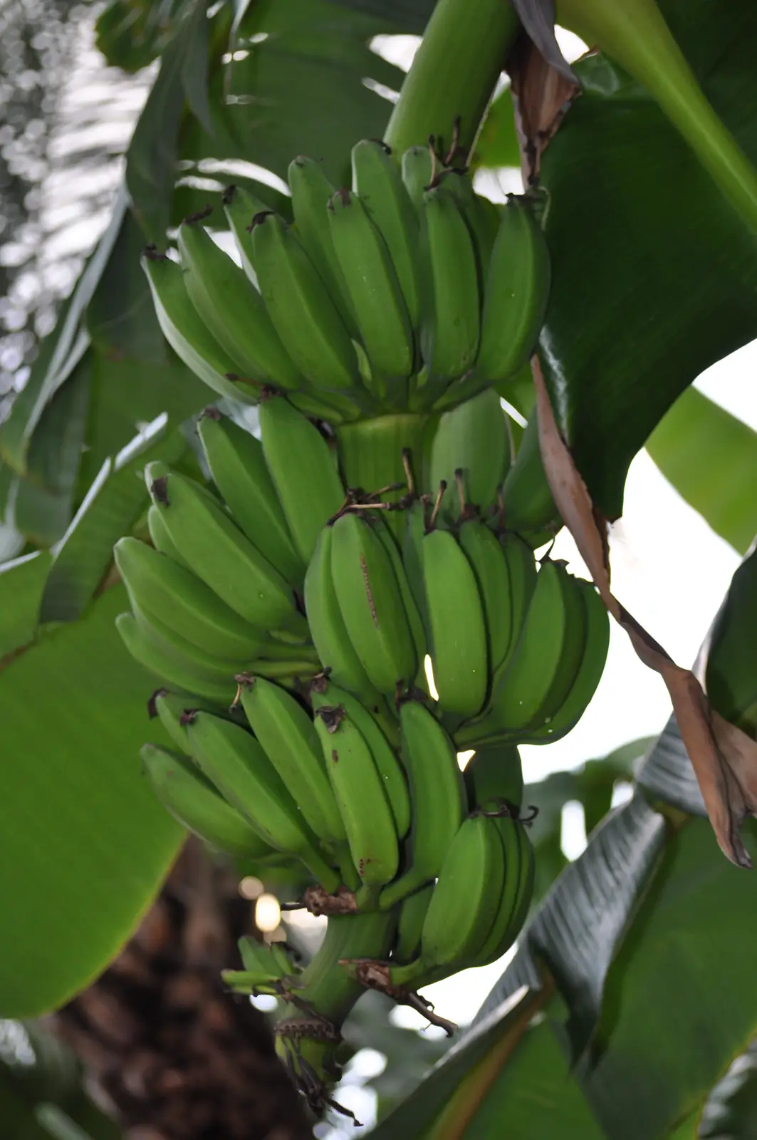 Mineralstoffe einfach erklärt-Mineralstoffmangel-ballesworld