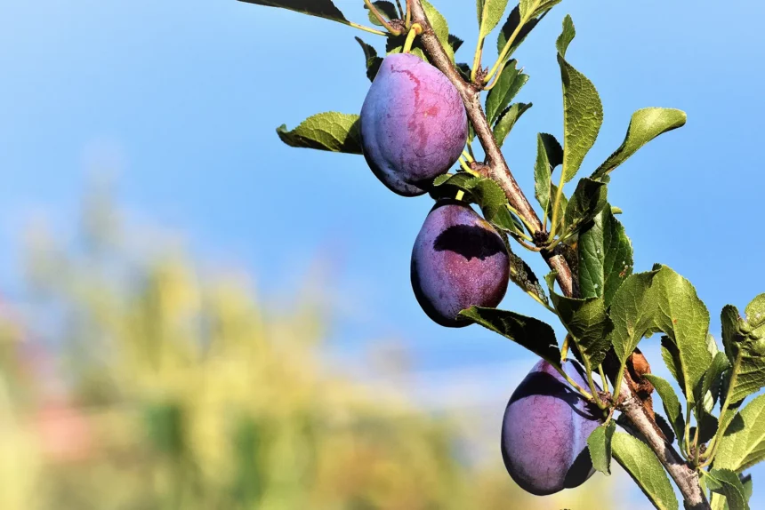 Lebensmittel&Gesundheit-Hauptpillar-ballesworld