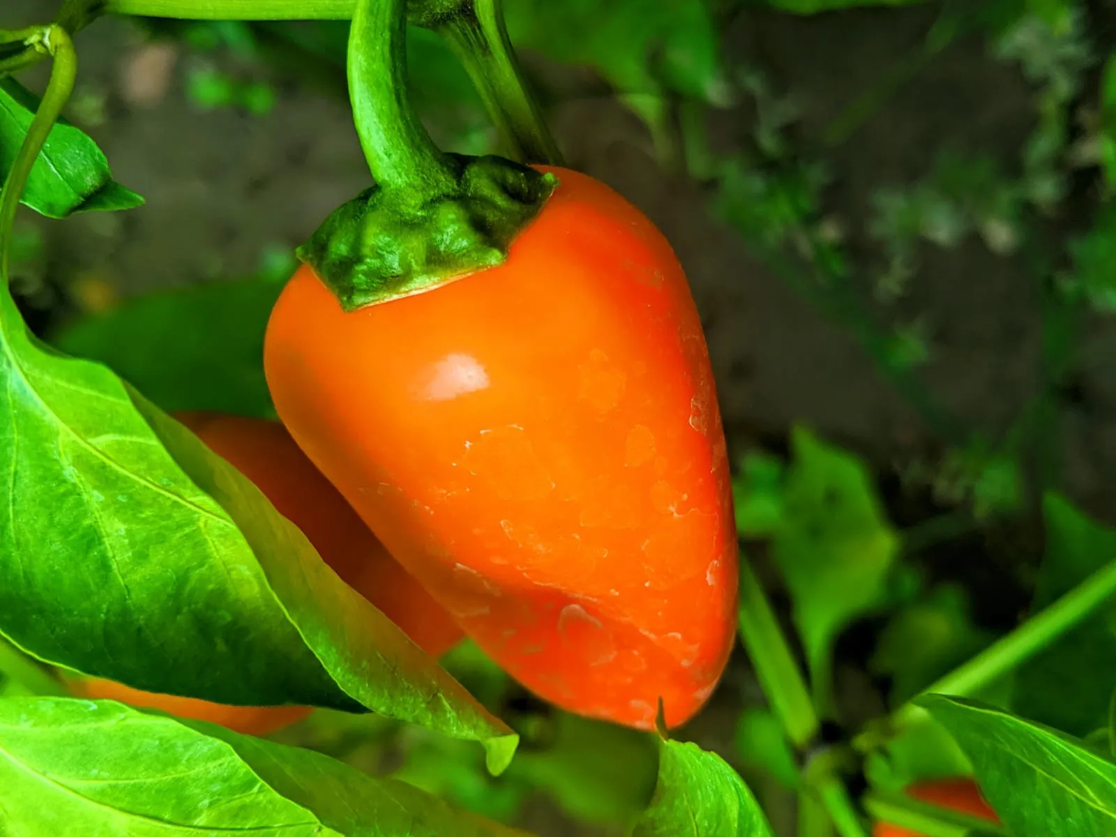 Paprika gesund genießen-antioxidantien-ballesworld