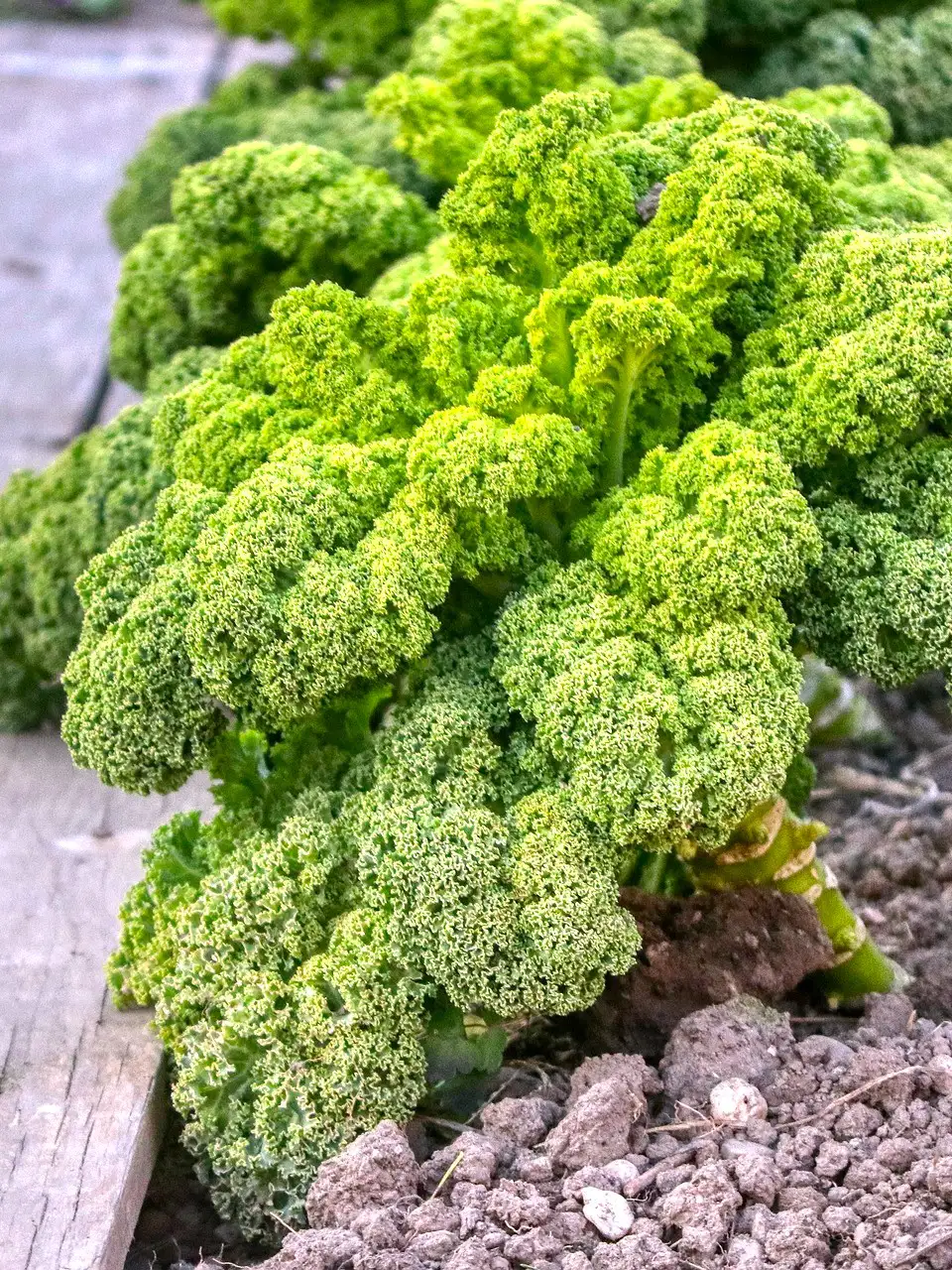 Grünkohl, das regionale Superfood-grünkohl-antioxidantien-ballesworld (2)