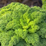 Grünkohl, das regionale Superfood-grünkohl-vitamin c-ballesworld