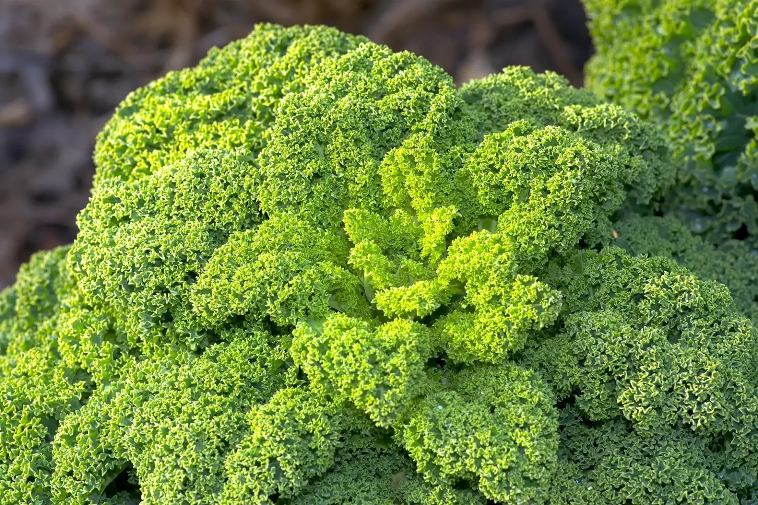 Grünkohl, das regionale Superfood-grünkohl-vitamin c-ballesworld