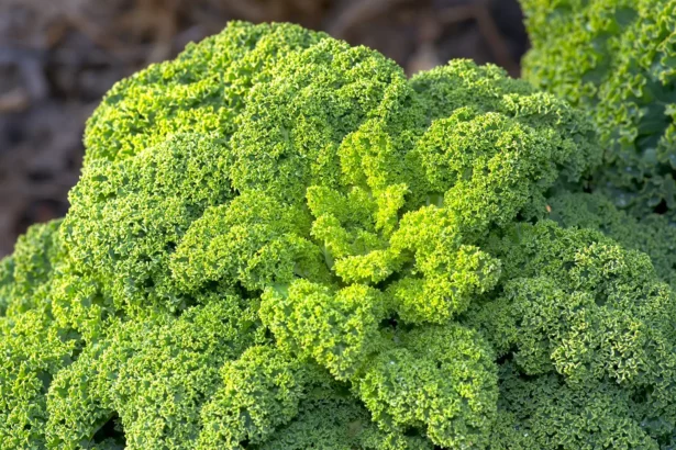 Grünkohl, das regionale Superfood-grünkohl-vitamin c-ballesworld