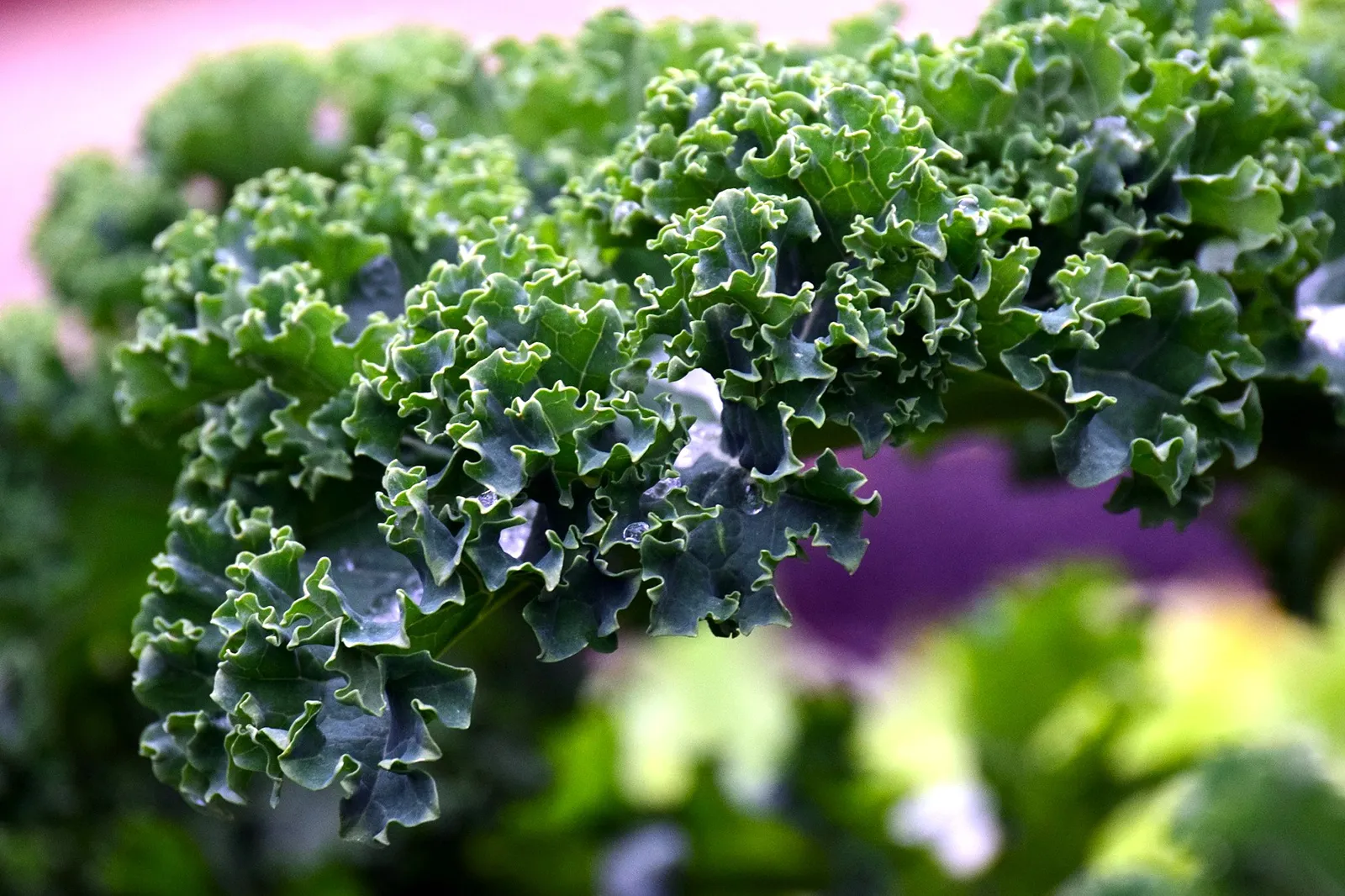 Grünkohl, das regionale Superfood-grünkohl-vitamin k-ballesworld